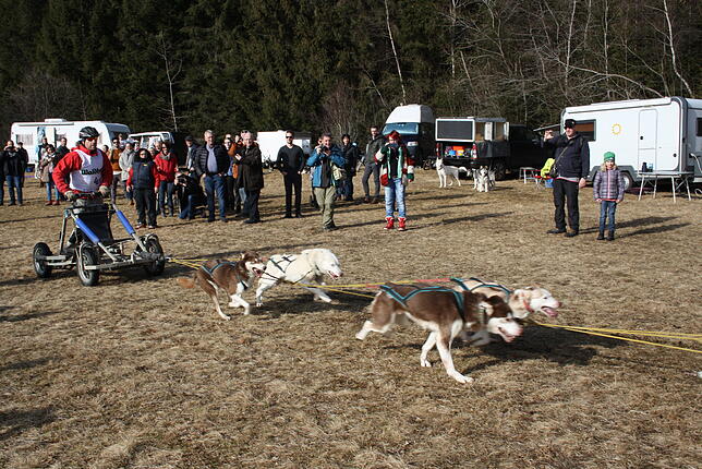 Ein Schlittenhundegespann verläßt das Husky-Camp. Zahlreiche Besucher waren am Wochenende beim Waldhaus-Husky-Camp.