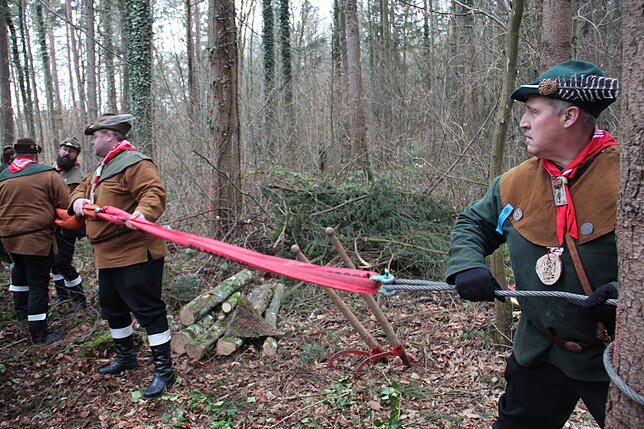 Bild 2: So kommt der Narrenbaum vom Wald in die Stadt