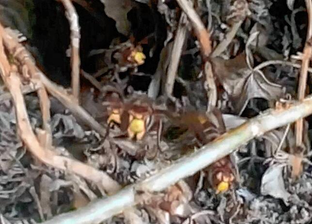 Bild 2: Hornissen im Anflug: Harmlose Brummer oder gefährliche Insekten?