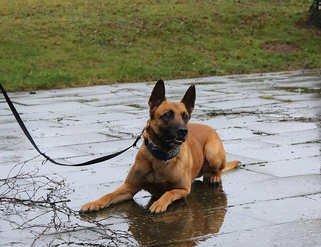 Was tut sich da? Polizeihund Olli spitzt die Ohren.