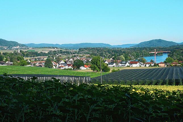 Die Reben und der Rhein sind wesentliche Merkmale der Landschaft um Büsingen. Im Hintergrund strahlt der Kirchturm von Gailingen.