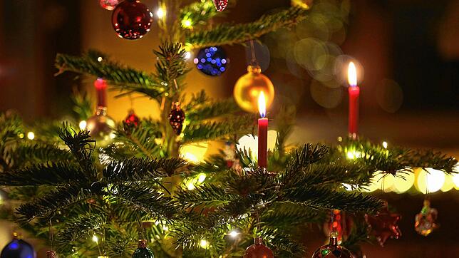 Hier könnte auch ein rot lackierter Kaktus stehen. Doch traditionell stellen sich viele Menschen zu Weihnachten lieber einen ...
