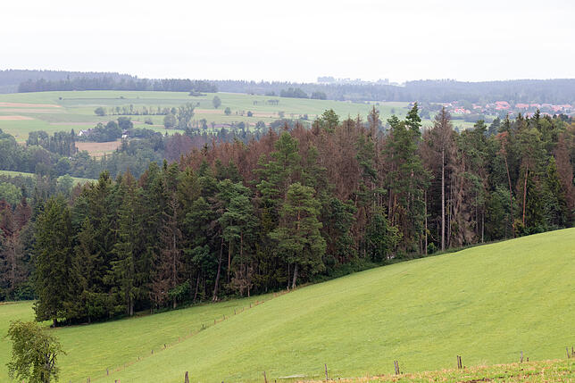 Der Aussichtspunkt Hagnau oberhalb der Berghausstraße: Die herbstliche Färbung der Fichten zeugt vom akuten Borkenkäferbefall.