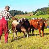 Max ist ein französischer Aubrac-Bulle und hat ein besonders zutrauliches Verhältnis zu seinem Halter Walter Kohlbrenner, der die Rasse ...