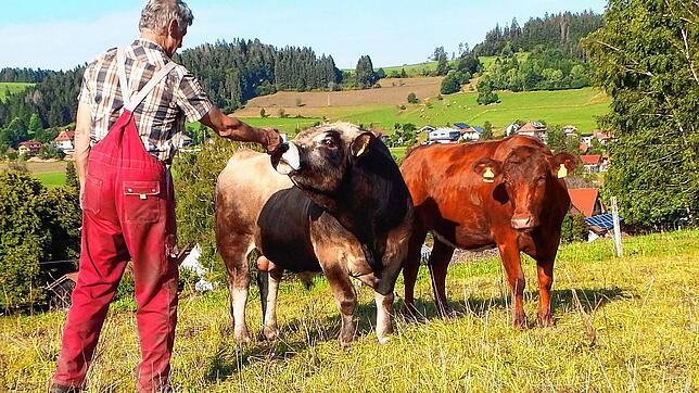 Max ist ein französischer Aubrac-Bulle und hat ein besonders zutrauliches Verhältnis zu seinem Halter Walter Kohlbrenner, der die Rasse ...