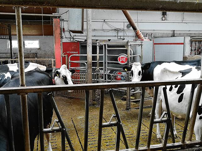 Der Kuhstall samt Melkroboter (im Hintergrund). Schwörers Kühe dürfen auch auf die Weide.