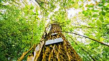 Eine Plakette zur Markierung einer Grabstätte hängt an einem Baum in einem Bestattungswald. Bestattungswälder sind rechtlich festgelegte ...