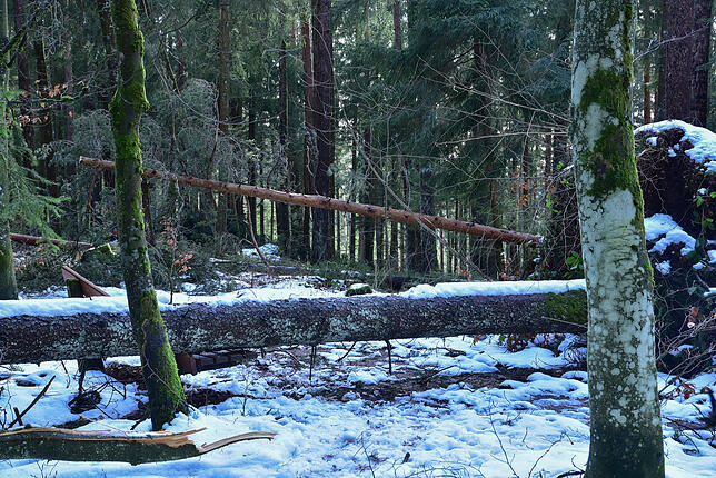 Wo normalerweise Spaziergänger die Gegend im Hochwald genießen, liegen Bäume, die durch Sturm „Sabine“ umgestürzt sind.