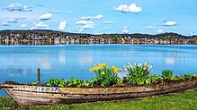 Im warmen März sah man auch auf der Reichenau schon viele Frühlingsblumen.