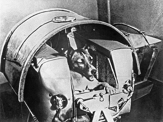 60. Jahrestag des Raumflugs der Hündin «Laika» ARCHIV - Die damals zweijährige Mischlingshündin «Laika» bei Tests in der Druckkabine (undatierte Aufnahme). Die Hündin flog im November ...