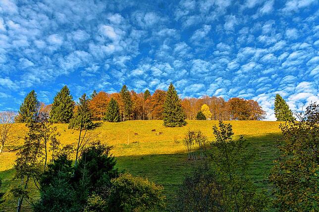 Herbstlicher Schwarzwald bei Todtmoos