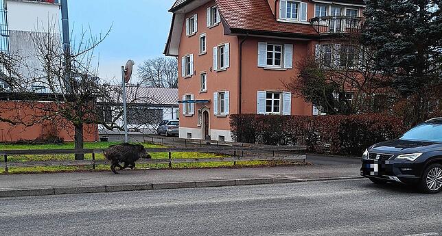 Tobias Weber hat dieses Foto in Stefansfeld von dem Wildschwein gemacht. Im Vergleich zu Zaun und Auto wird die Größe des Tieres deutlich.