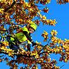 Baumpflegerin Bettina Schimmelpfennig zeigt, dass man mit der Seilklettertechnik bis in die Außenbereiche eines Baumes klettern kann. ...