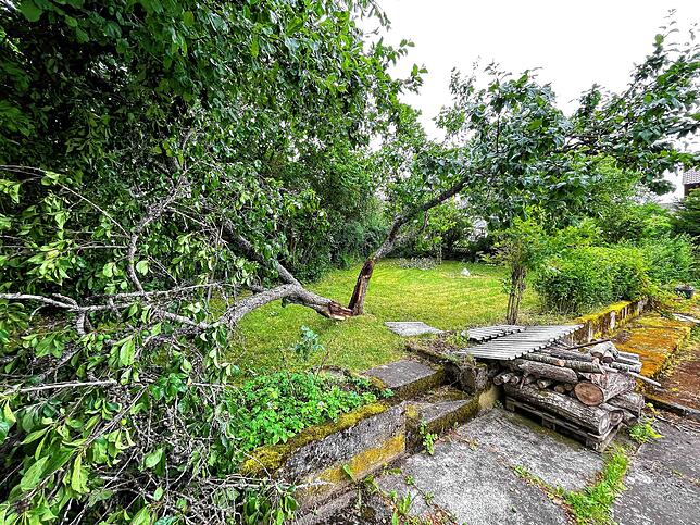 Der Sturm spaltet einen Baum.
