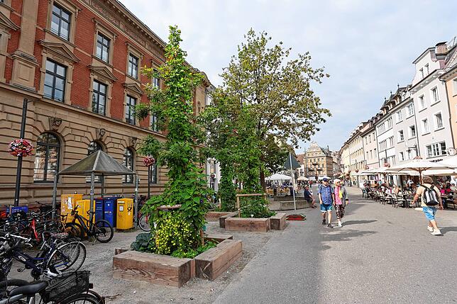 Drei Bäume wurden im Frühjahr neben der Stieleiche auf der Marktstätte gepflanzt.