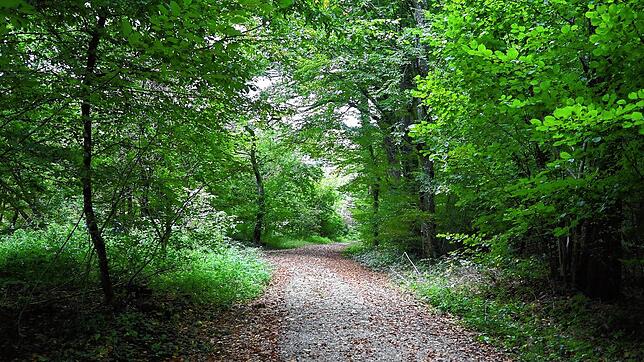 Der geschotterte Waldweg ist gut zu begehen und erfordert keine sportlichen Höchstleistungen.