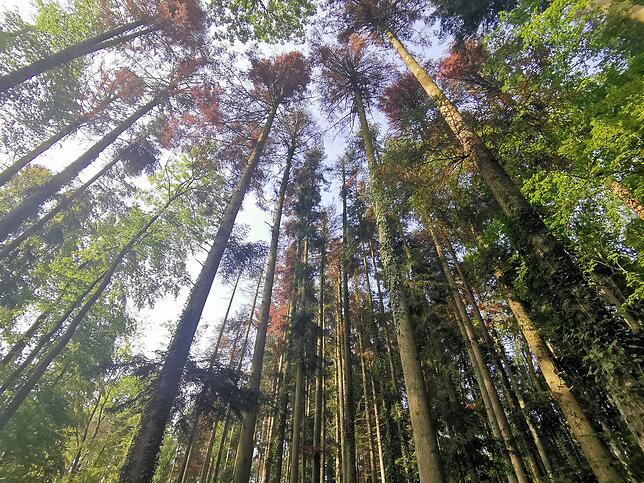 Der Wald am Gehrenberg ist krank. Aktuell sterben viele Tannen, die teils bis zu 130 Jahre alt sind, in rapide kurzer Zeit ab. Sie ...