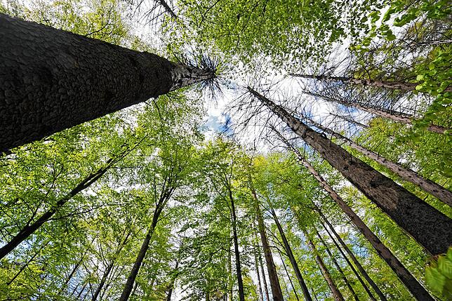 Auf dem drittplatzierten der schönsten mehrtägigen Wandertouren kann man den Bayrischen Wald bewundern.