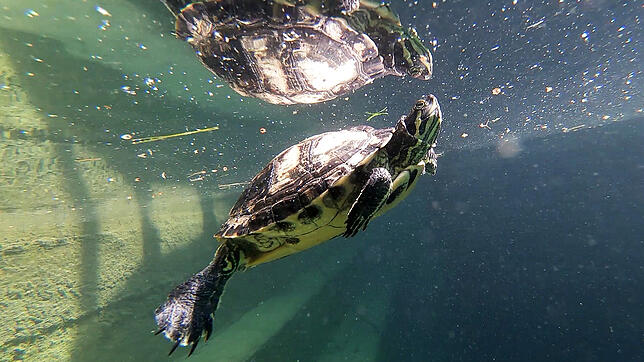 Eine Unterwasseraufnahme der Gelbwangen-Schmuckschildkröte im Überlinger Mantelhafen.