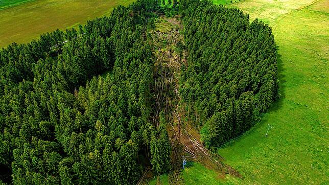 Vom Sturmschaden wie im Waldstück beim Kleintierzentrum Schabelhof bis hin zum Borkenkäferbefall oder auch Schäden durch Wildtiere ...