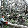 Auch der Gremmelsbacher Ortsvorsteher Helmut Finkbeiner ist entlang der Obertalstraße mit Aufräumen der Sturmschäden beschäftigt. Viele ...