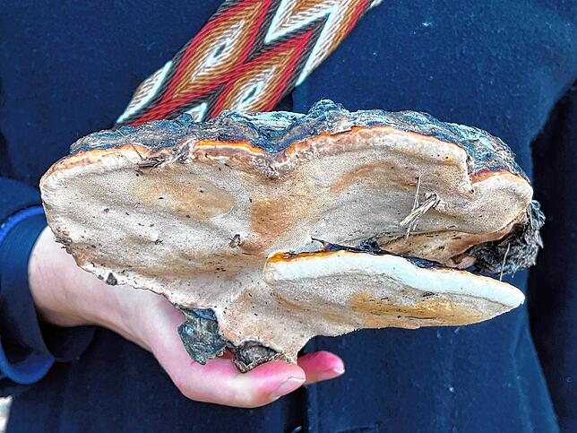 Dieser Rotrandige Baumschwamm ist auch im Wald um Bodman-Ludwigshafen zu finden. Der Pilz wächst am liebsten an lebenden oder ...