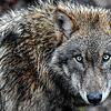 Ein Europäischer Wolf (lat. Canis lupus lupus) streift durch ein Gehege (Symbolbild). Wer einem Exemplar wie diesem begegnet, sollte ...