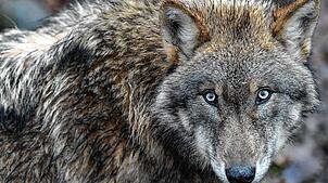 Ein Europäischer Wolf (lat. Canis lupus lupus) streift durch ein Gehege (Symbolbild). Wer einem Exemplar wie diesem begegnet, sollte ...