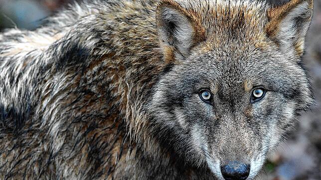 Ein Europäischer Wolf (lat. Canis lupus lupus) streift durch ein Gehege (Symbolbild). Wer einem Exemplar wie diesem begegnet, sollte ...