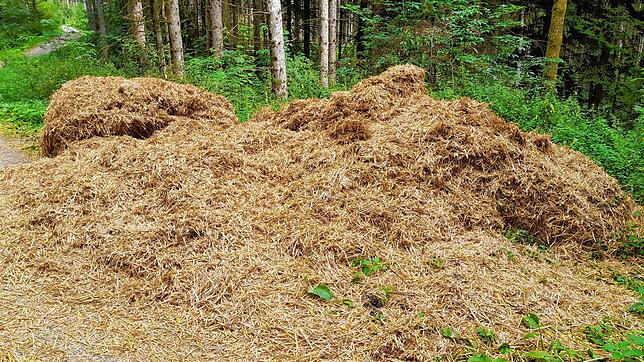 Dieser riesige Berg Stroh ist einfach im Wald abgeladen worden. Das Forstamt bringt den Fall zur Anzeige.