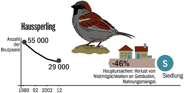 Vogelwelt_online_Haussperling