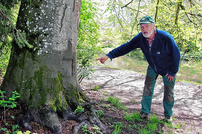 Michael Demond kümmert sich im Schlosspark um Flora und Fauna. Hier zeigt der gelernte Forstwirt auf Bissspuren von Bibern, direkt neben ...