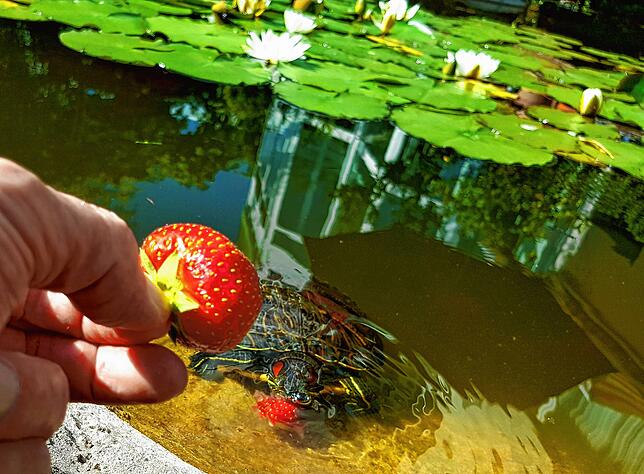 Schildi mag es süß und lässt sich gern mit Erdbeeren locken.