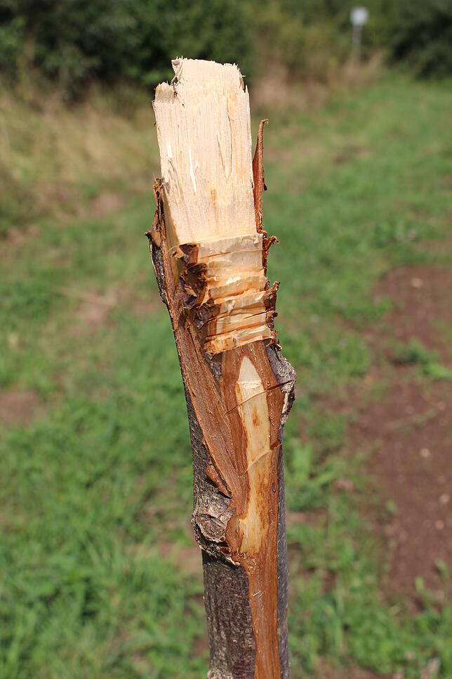 Um bei der Grillstelle etwas Schatten zu haben, hat man Bäume angepflanzt. Diese Flatterulme, Baum des Jahres 2019, hat leider nur ein ...