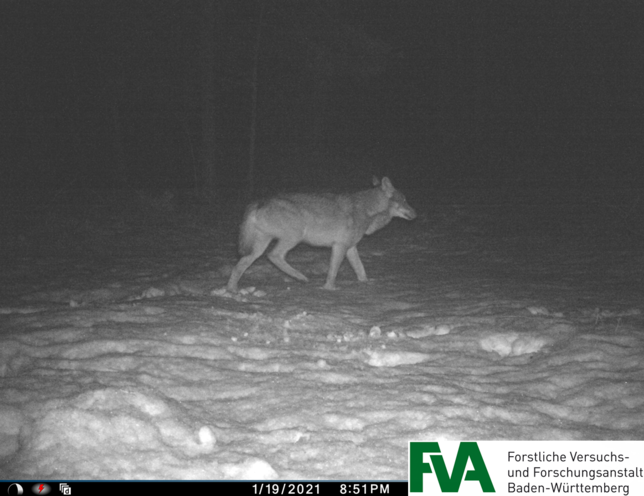 Diese Bild stammt von einem Wolf im Odenwald