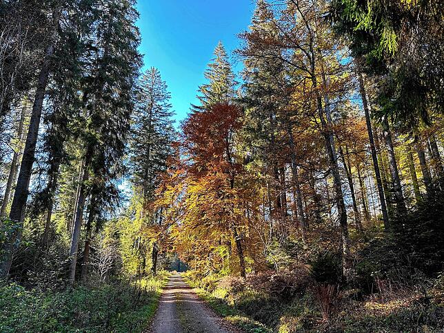 Bild 5: So schön ist der Herbst im Schwarzwald und auf der Baar
