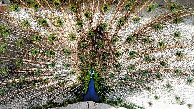Pfauen sind prächtige Tiere. Wie dieser Pfau hier, den unsere Redakteurin Julia Lutz aufgenommen hat, zeigen sie prächtige Farben. Doch ...