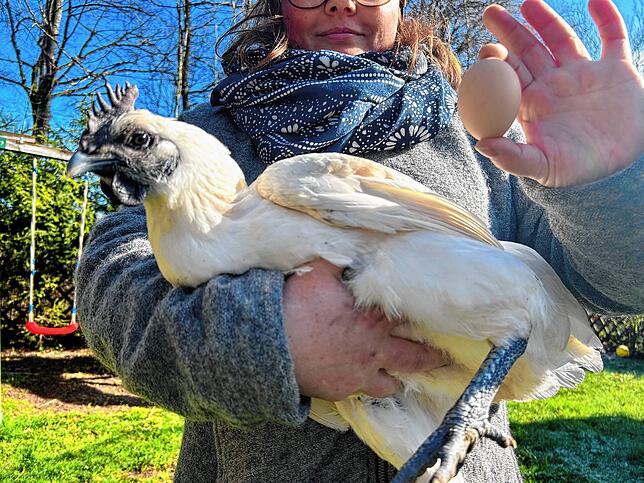 Linh ist ein Huhn der Gà H&lsquo;Mông-Rasse aus Vietnam. Ihre Eier sind groß und hellrosa. Im Sommer ist ihr Gefieder strahlend weiß, ...