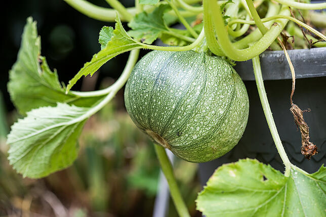 Damit Zucchini ausreichend Platz haben, brauchen sie Töpfe mit rund 20 Liter Volumen.