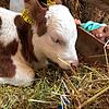 Hallo, Kälbchen! Die tierischen Bewohner des Bauernhofs haben keine Berührungsängste.