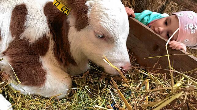 Hallo, Kälbchen! Die tierischen Bewohner des Bauernhofs haben keine Berührungsängste.