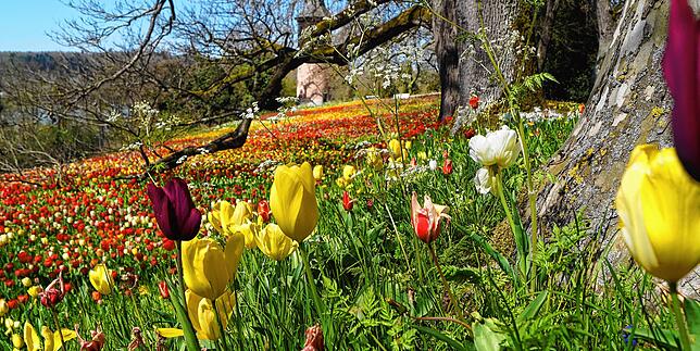 Farbenmeer: Die Tulpenblüte auf der Insel ist in vollem Gange.