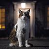 Kater Larry, um die 16 Jahre alt, ist oberster Mäusefänger des britischen Kabinetts. Er lebt seit 2011 in der Downing Street Nr. 10, dem ...