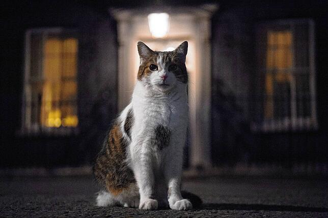 Kater Larry, um die 16 Jahre alt, ist oberster Mäusefänger des britischen Kabinetts. Er lebt seit 2011 in der Downing Street Nr. 10, dem ...