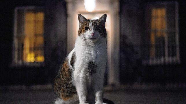 Kater Larry, um die 16 Jahre alt, ist oberster Mäusefänger des britischen Kabinetts. Er lebt seit 2011 in der Downing Street Nr. 10, dem ...