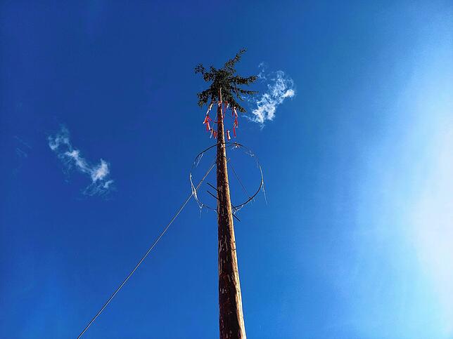 Fünf Minuten Gnadenfrist: Um punkt 14 Uhr reckte sich der Narrenbaum noch stolz in den fast wolkenlosen Himmel. Kurz darauf liegt er ...