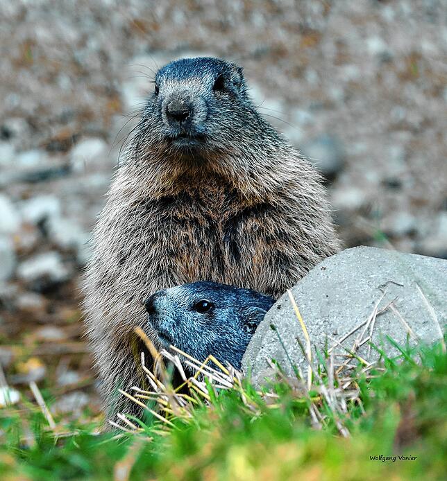 Nicht immer leicht zu finden: Die neuen Murmeltiere des Parks.