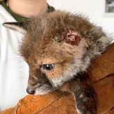 Dem kleinen Fuchs fehlt ein Ohr. Vermutlich wurde es von einem anderen Tier abgebissen. Die Wunde wird nun vom Tierarzt versorgt.