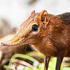 Ein männliches Rotschulter-Rüsselhündchen ist im Haus Tembea eingezogen, in dem auch die Elefanten zu Hause sind. Außer dem Zoo Basel ...