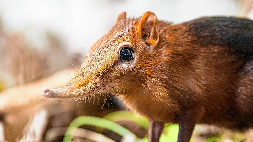 Ein männliches Rotschulter-Rüsselhündchen ist im Haus Tembea eingezogen, in dem auch die Elefanten zu Hause sind. Außer dem Zoo Basel ...